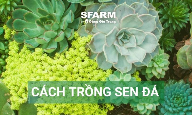 Một cây sen đá khỏe mạnh tươi tốt dưới ánh nắng nhẹ